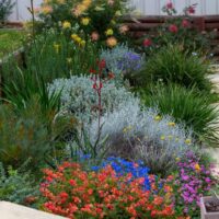 Cottage Style Natives