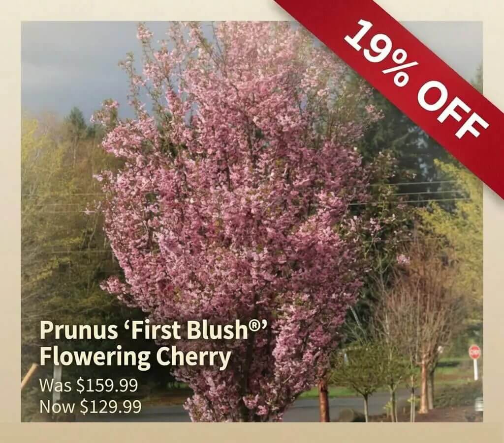 A Prunus 'First Blush' flowering cherry tree with pink blossoms is shown, featuring a Japanese Garden Exclusive 19% off sale banner and discounted pricing.
