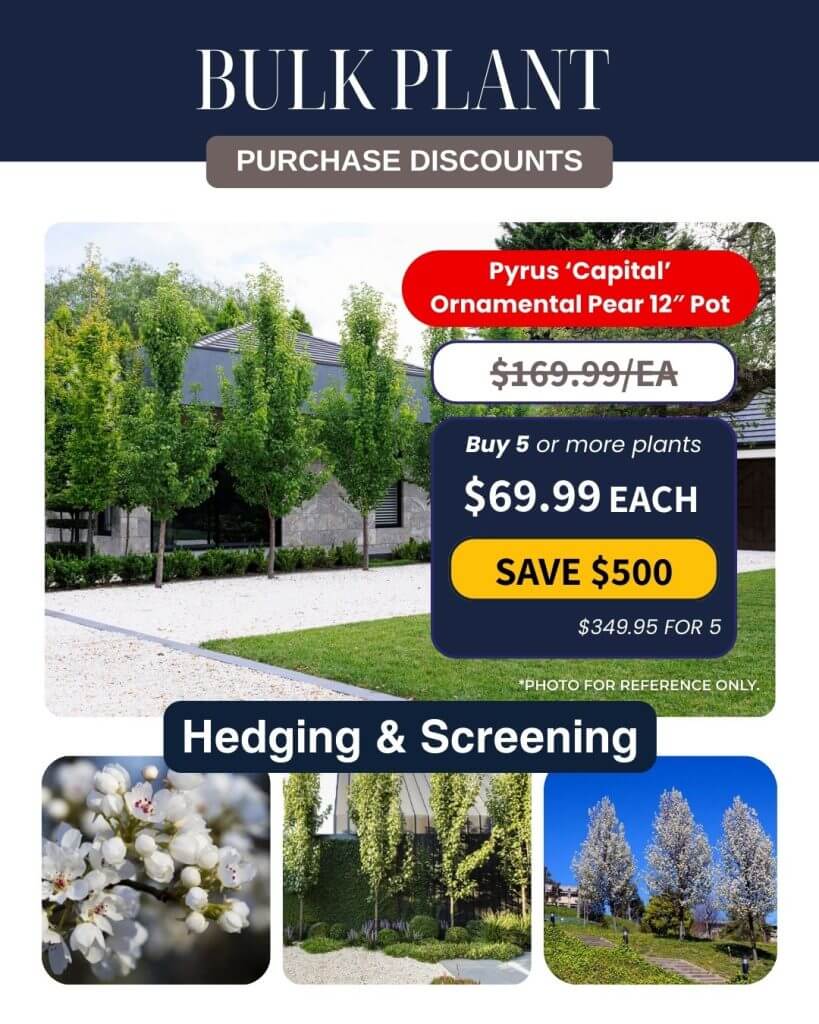 Promotional leaflet for Bulk Plant Purchase discounts on Pyrus 'Capital' Ornamental Pear 12" pots, featuring photos of the trees, pricing details, and ideal use in hedging and screening applications.