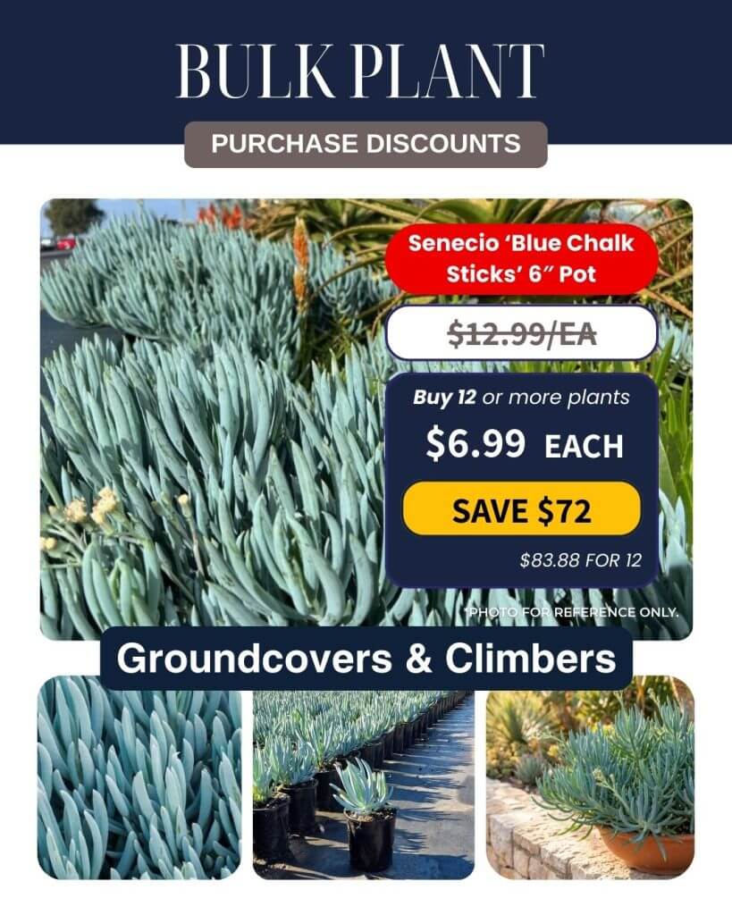 Bulk Plant Purchase discount advert for Senecio 'Blue Chalk Sticks' 15cm pots, featuring this striking succulent in various settings with sale price and savings details—perfect for your next large-scale planting project!.