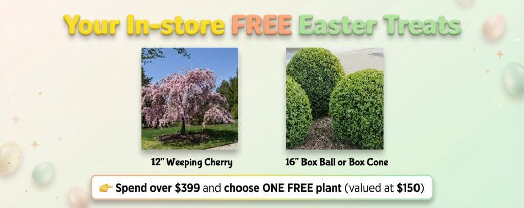 Time To Plant! Enjoy a free 12" Weeping Cherry or 16" Box Ball/Cone plant with in-store purchases over £399. Easter-themed banner with pastel colours and eggs adds festive cheer.