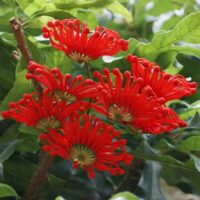 Bright red Australian waratah flowers bloom amid glossy green leaves.
