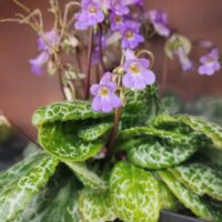 A potted plant with variegated green leaves and small purple flowers on thin stems, set against a blurred brown background.