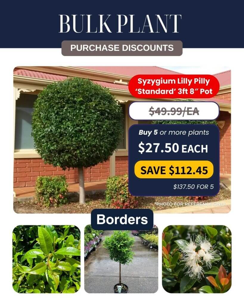 Syzygium Lilly Pilly 'Standard' plant in a pot, trimmed into a round shape. Promotional pricing available for Bulk Plant Purchase. Includes close-up images of leaves, flowers, and ideas for garden use.