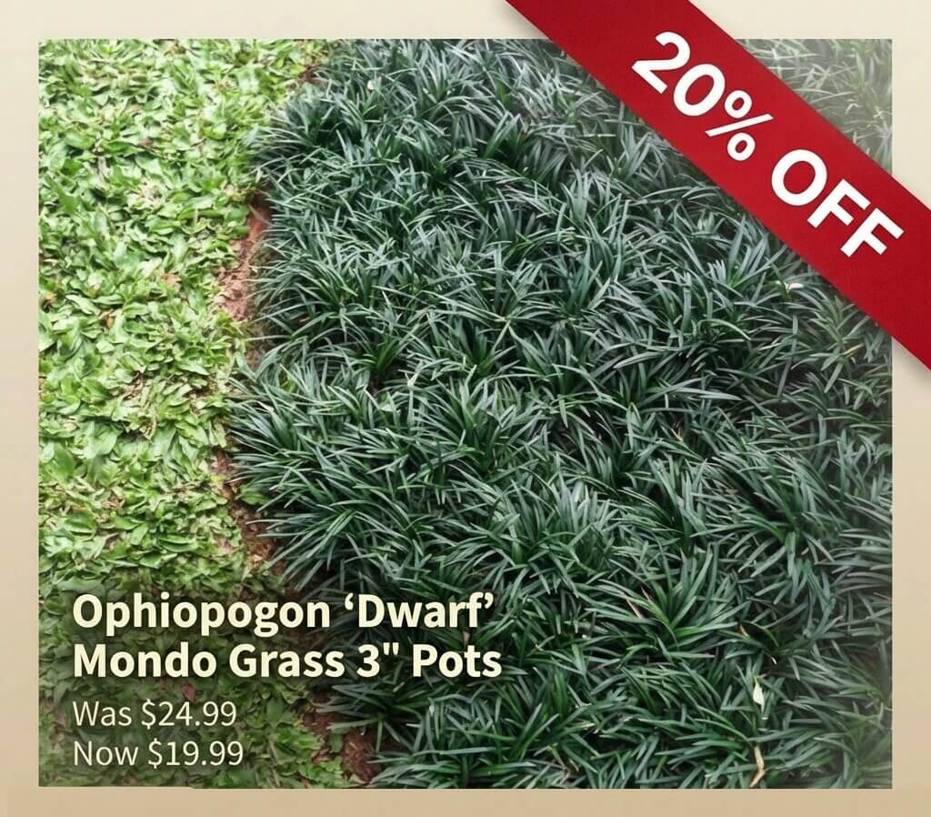 Square image showing dense green Ophiopogon 'Dwarf' Mondo Grass, a Japanese Garden Exclusive. Text notes 20% off sale, with prices reduced from £24.99 to £19.99 for 7.5cm pots.