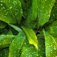Close-up of large green leaves with numerous white speckles and spots covering their surfaces.
