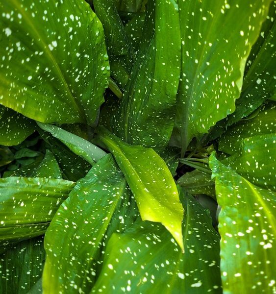 Close-up of large green leaves with numerous white speckles and spots covering their surfaces.