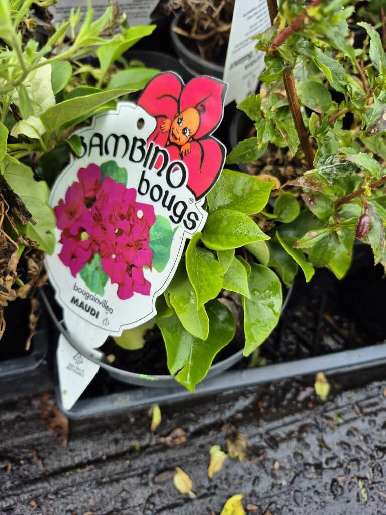 A potted bougainvillea plant labelled "Bambino Bougs" with green leaves and a tag showing pink flowers and a cartoon flower graphic, now featured in our Plants Clearance Sale.