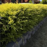 Dense yellow-green shrubs grow along a raised stone retaining wall beside a grassy lawn and a residential road.