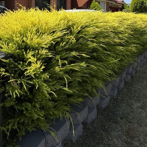 Dense yellow-green shrubs grow along a raised stone retaining wall beside a grassy lawn and a residential road.