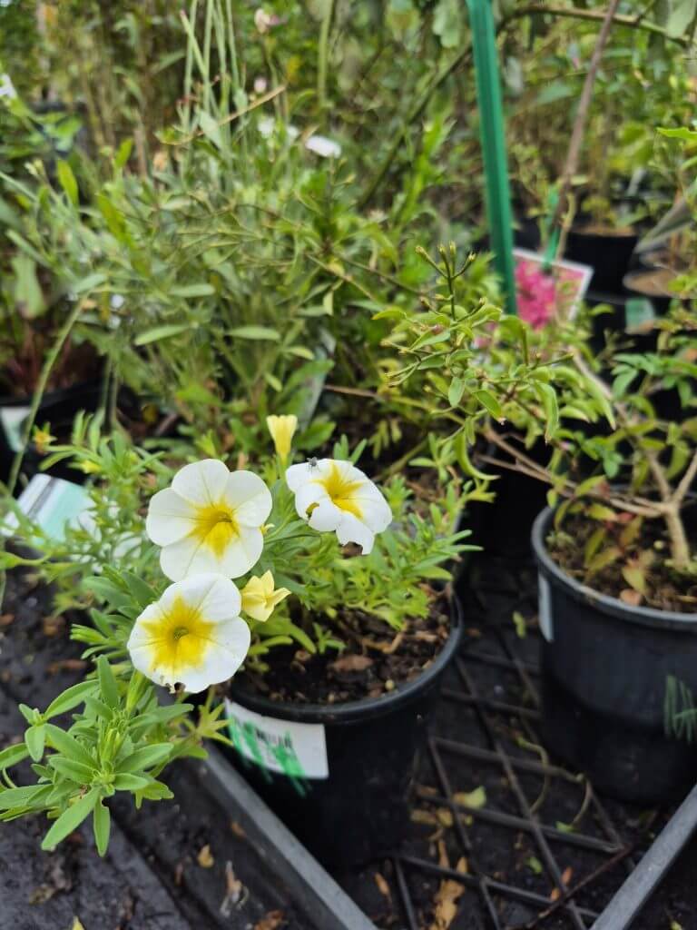 Several potted flowering plants with white and yellow blooms are displayed on a black plastic tray in a glasshouse, perfect for a Plants Clearance Sale.