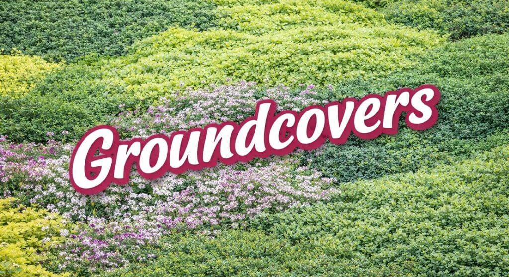 Various types of groundcover plants form wavy, layered patterns in shades of green and purple, with "Groundcovers" overlaid in bold white and red text—perfect for a Japanese Garden Exclusive look.