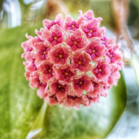 Close-up of a spherical cluster of small, star-shaped pink Hoya aldrichii flowers in a 5" hanging basket, with blurred green leaves in the background.