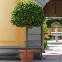 A round topiary tree in a terracotta pot stands in front of a yellow building with an arched doorway and a courtyard with a white fountain in the background.