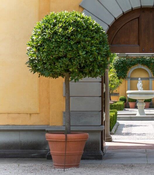 A round topiary tree in a terracotta pot stands in front of a yellow building with an arched doorway and a courtyard with a white fountain in the background.