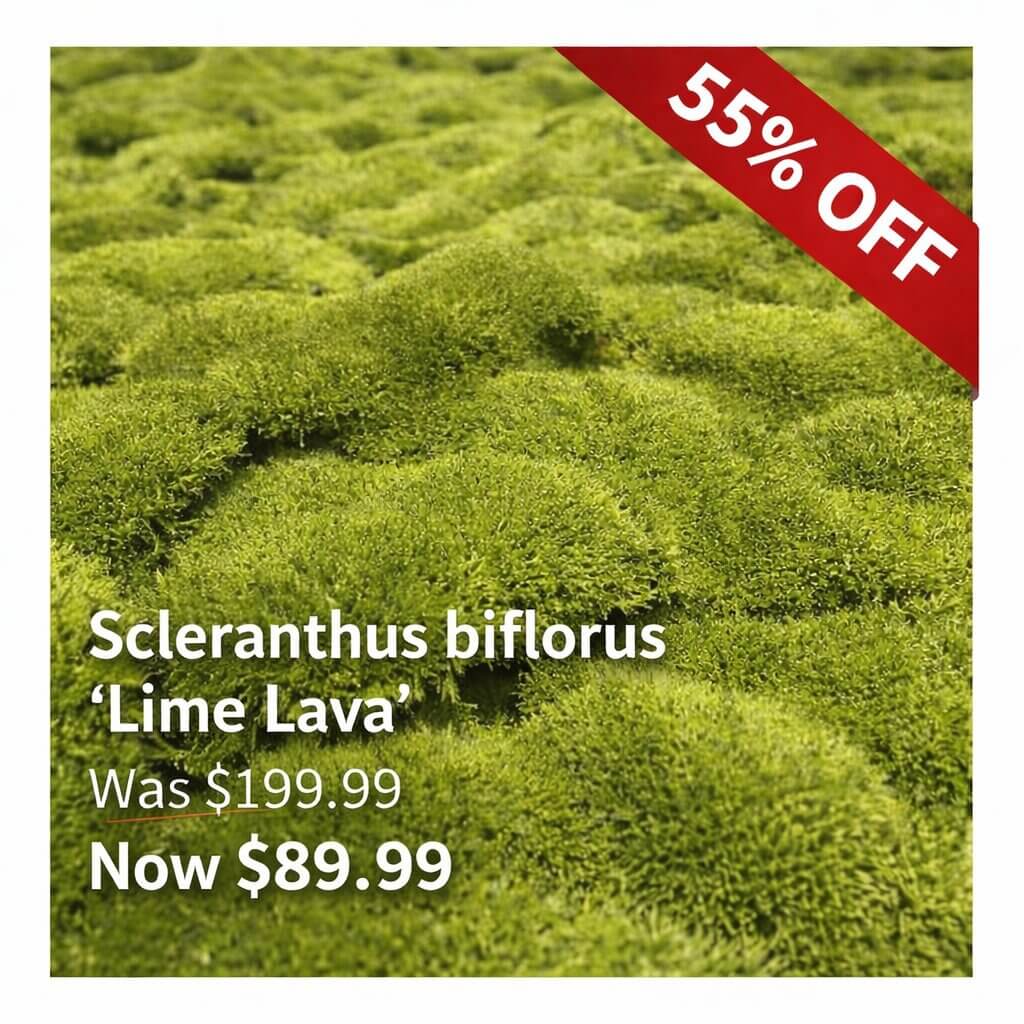 Close-up of green Scleranthus biflorus ‘Lime Lava’ moss, a Japanese Garden Exclusive, with a red 55% off banner and sale price reduced from £199.99 to £89.99.