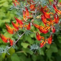 Close-up of vibrant orange and yellow bird’s-foot trefoil flowers with slender, spiky green leaves against a blurred green background.
