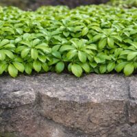 Rare & Unusual Groundcovers