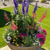 Perennials for Pots & Planters